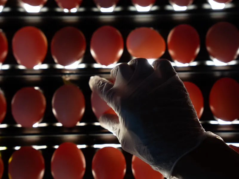 A gloved hand candling backlit eggs on an illuminated inspection rack
